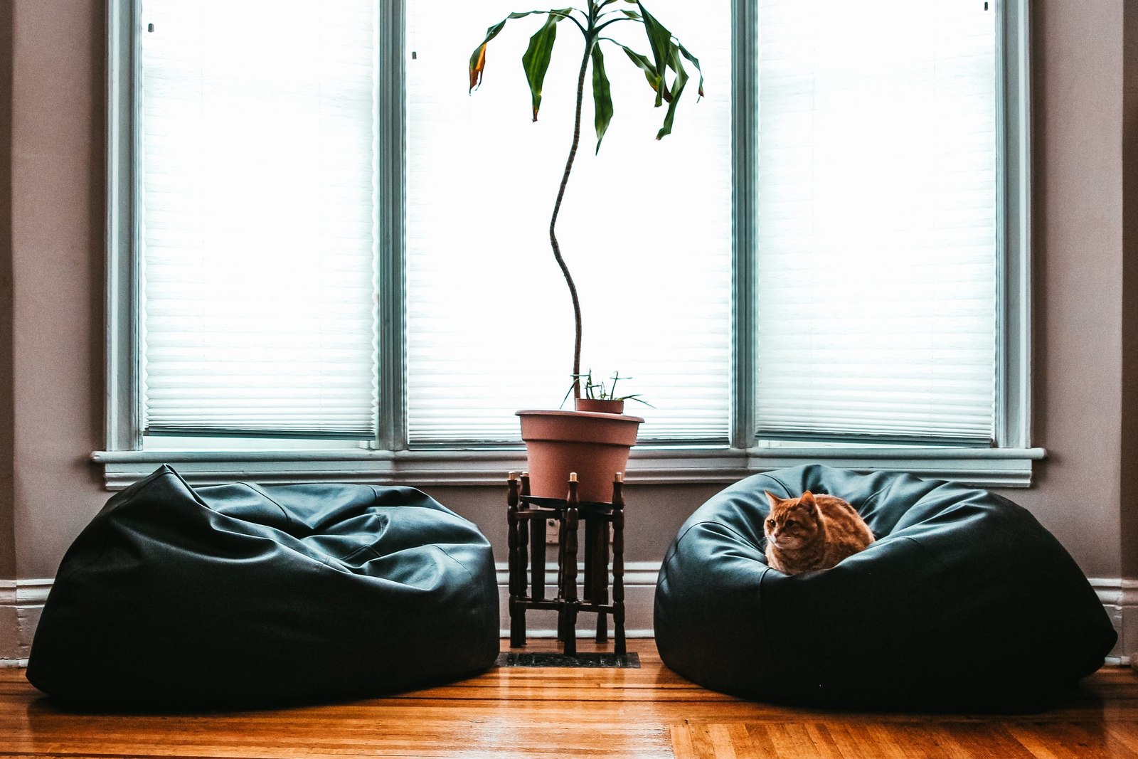 Two dark floor cushions and a sleeping cat beside a tall window