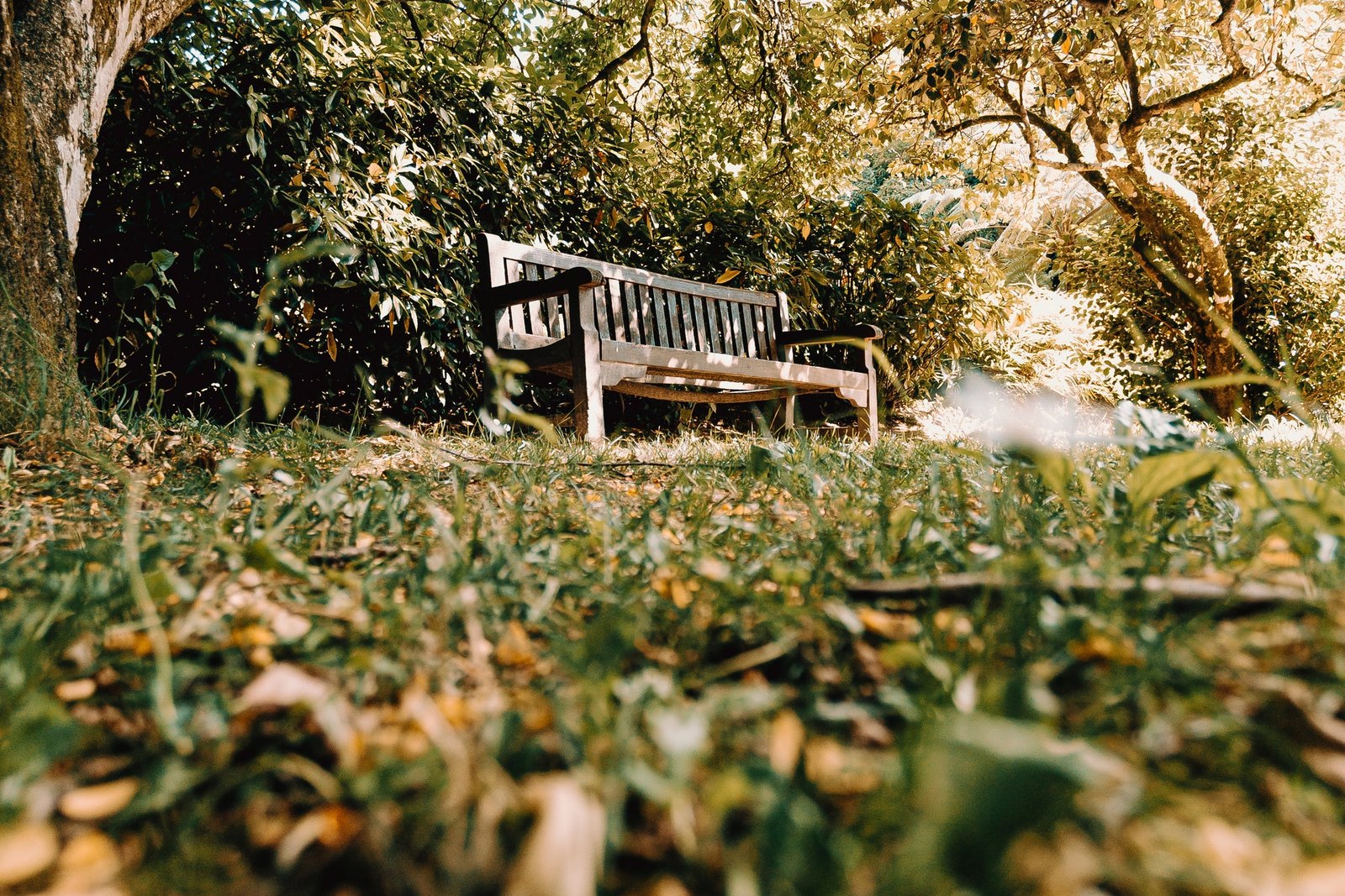 Empty timber bench beneath a large tree in a leafy garden
